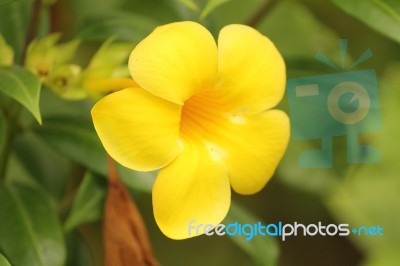 Yellow Flower Stock Photo