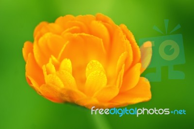 Yellow Flower Stock Photo