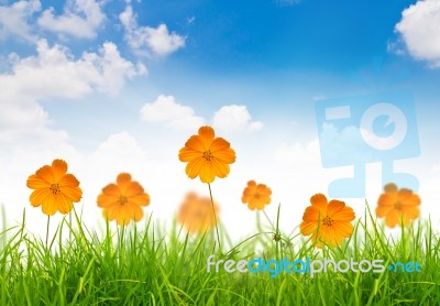 Yellow Flower And Grass Stock Image