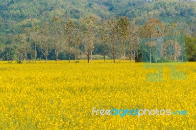 Yellow Flower Garden Stock Photo