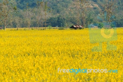 Yellow Flower Garden Stock Photo