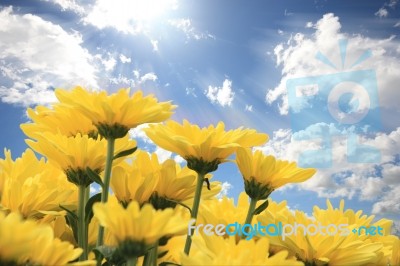 Yellow Flower In The Nice Sky Stock Photo