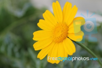 Yellow Flower Macro Stock Photo