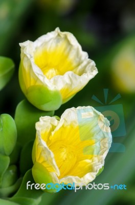 Yellow Flower Of Limnocharis Flava Stock Photo