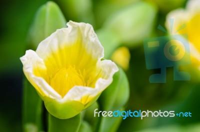 Yellow Flower Of Limnocharis Flava Stock Photo