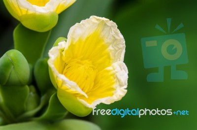 Yellow Flower Of Limnocharis Flava Stock Photo