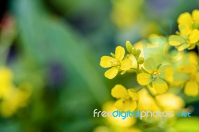 Yellow Flower Of Wild Mustard Stock Photo