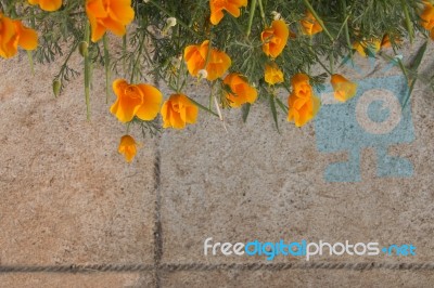 Yellow Flower On Cement Background Stock Photo