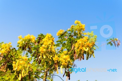 Yellow Flower On Tree Selective Focus Stock Photo