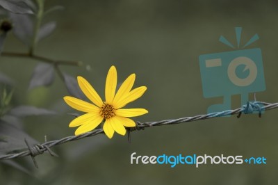 Yellow Flower On Wire Fence Stock Photo