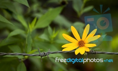 Yellow Flower Over Blurred Green Garden Stock Photo