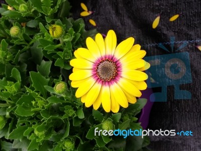 Yellow Flower With Pink And White Center Stock Photo