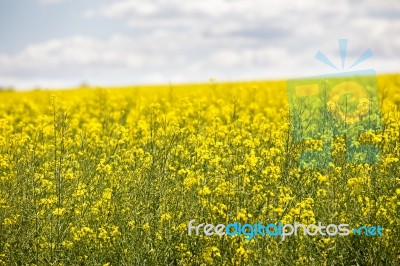 Yellow Flowering Field, Beautiful Countryside, Sunny Day Stock Photo