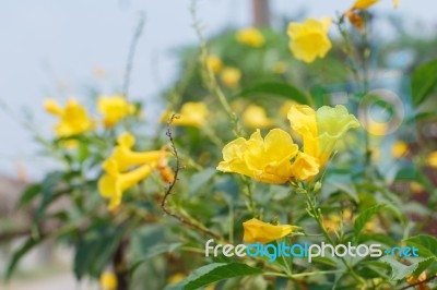 Yellow Flowers Stock Photo