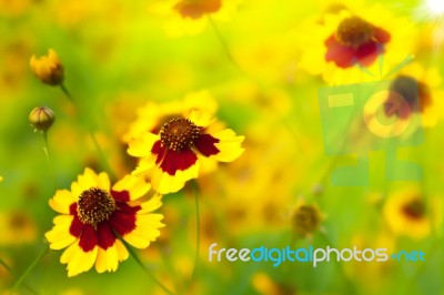 Yellow Flowers Are Blooming Stock Photo