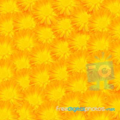 Yellow Flowers Background Stock Photo