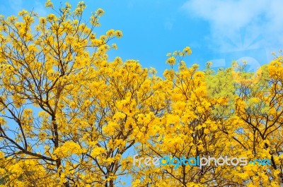 Yellow Flowers Bloom In Spring Stock Photo