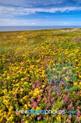 Yellow Flowers Field Stock Photo