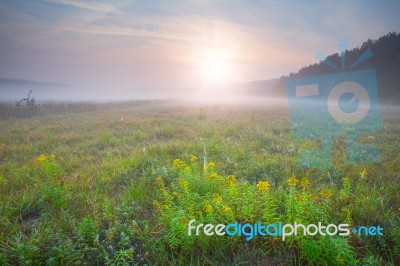 Yellow Flowers In The Evening Stock Photo