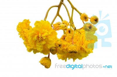 Yellow Flowers Of Cochlospermum Regium On White Background Stock Photo