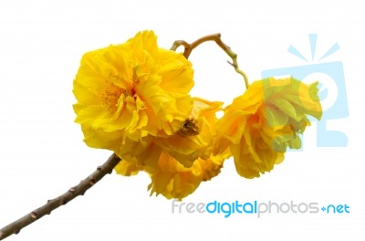 Yellow Flowers Of Cochlospermum Regium On White Background Stock Photo