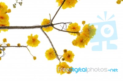 Yellow Flowers Of Cochlospermum Regium On White Background Stock Photo