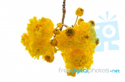 Yellow Flowers Of Cochlospermum Regium On White Background Stock Photo