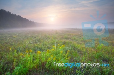 Yellow Flowers On A Spring Field Stock Photo