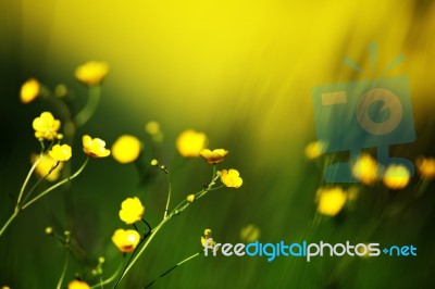 Yellow Flowers On Field Stock Photo