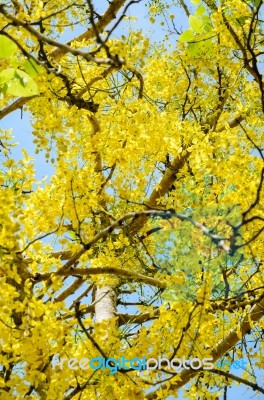 Yellow Flowers On Tree Of Purging Cassia Or Ratchaphruek Stock Photo