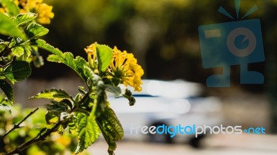 Yellow Flowers Over White Driving Car Stock Photo