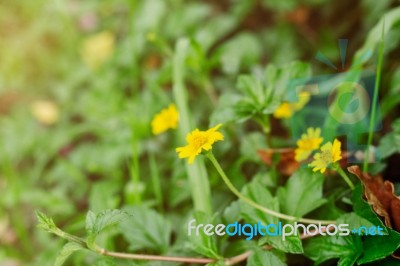 Yellow Flowers With Background Blurred Stock Photo