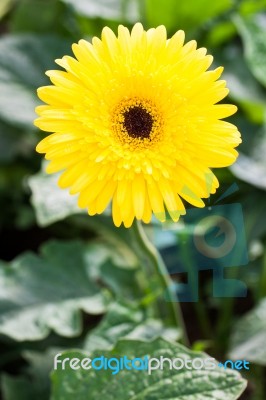 Yellow Gerbera Flower Stock Photo