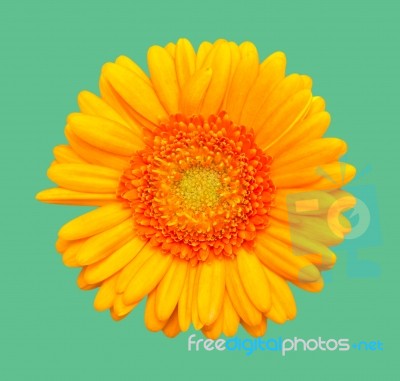 Yellow Gerbera Flower Stock Photo