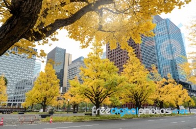 Yellow Ginko Leaves In Autumn Stock Photo