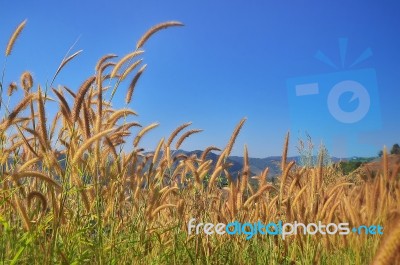 Yellow Grassland With Blue Sky Stock Photo