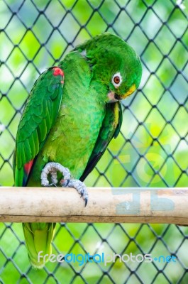 Yellow Head Macaw Stock Photo