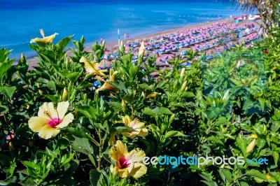 Yellow Hibiscus Stock Photo