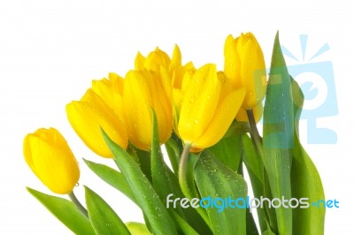 Yellow Isolated Tulips With Green Leaves Stock Photo