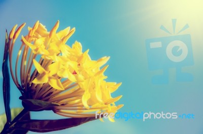 Yellow Ixora Coccinea Flower Stock Photo