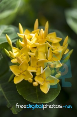 Yellow Ixora Flowers Stock Photo