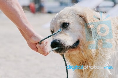 Yellow Labrador On The Beach Stock Photo