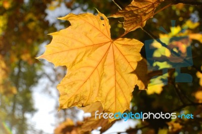 Yellow Leaf Stock Photo