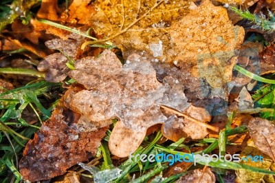 Yellow Leaf Covered With Ice Stock Photo