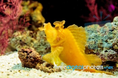 Yellow Leaf Scorpionfish Stock Photo