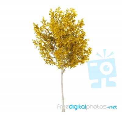 Yellow Leaf Tree Isolated On White Background, 3d Rendering Stock Image