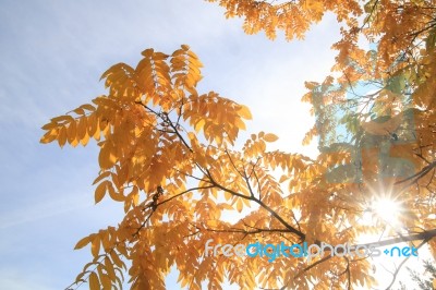 Yellow Leaves And Blue Sky On A Sunny Autumn Day Stock Photo