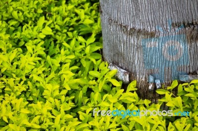 Yellow Leaves Growing Around A Tree Stump Stock Photo