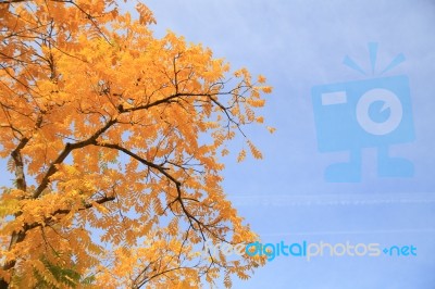 Yellow Leaves In Front Of Blue Sky Stock Photo