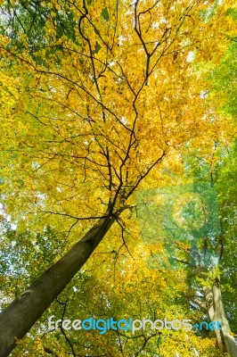 Yellow Leaves Of Treetop With Trunk In Fall Stock Photo